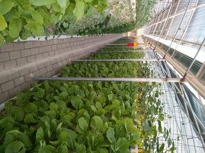 816平方米矩式鳥巢型霧培蔬菜工廠設計 推動綠色蔬菜與芽苗菜產業化發展