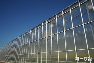 歸園新農(nóng)人 80末“富二代”留學歸來，打造歐荷生態(tài)小番茄的綠色夢想